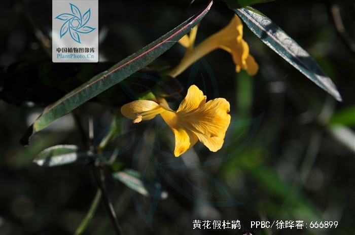  p>黄花假杜鹃(学名:barleria prionitis linn.