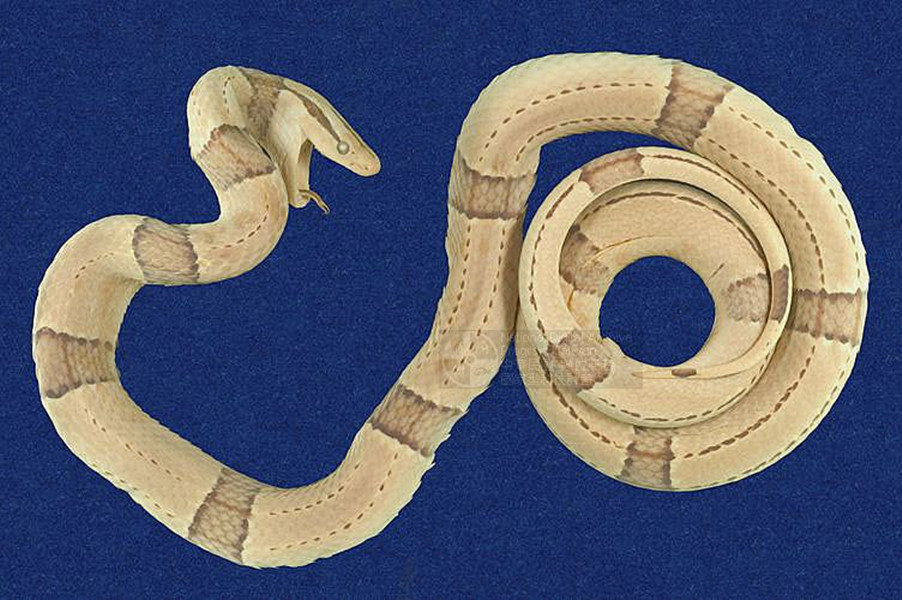 href="#" data-lemmaid="1769262">龟头海蛇属 /a>的爬行动物