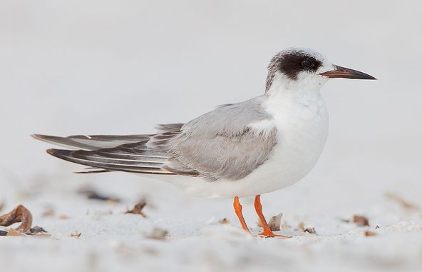  p>粉红燕鸥(学名: i>sterna dougallii  /i>):是鸻形目,燕鸥科,燕鸥