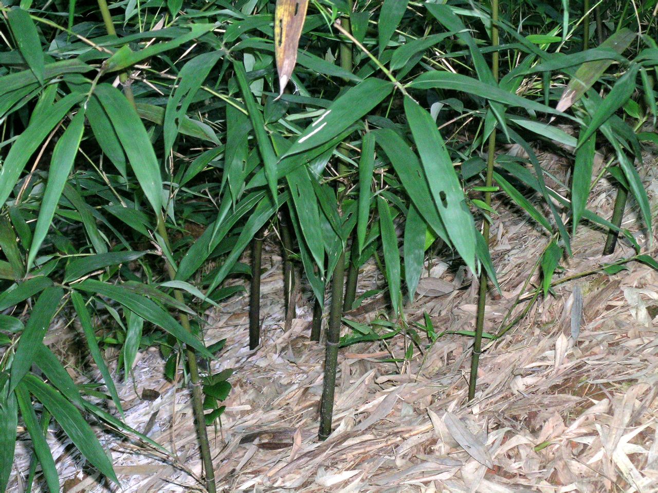 sinobambusa nephroaurita