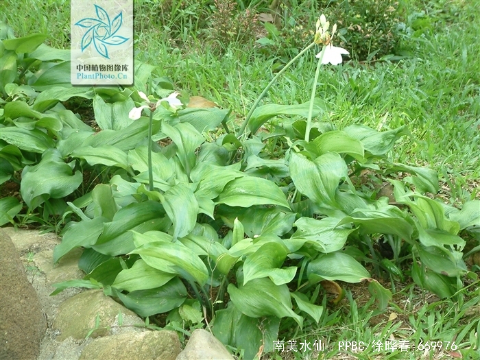  p>南美水仙(学名: i>eucharis /i>  i>× /i>  i>grandiflora /i>