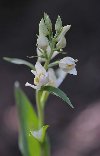  p>大花头蕊兰(学名: i>cephalanthera damasonium /i>  (miller)