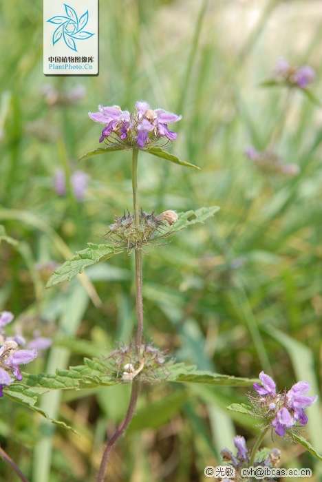  p>串铃草,phlomis mongolica turcz.