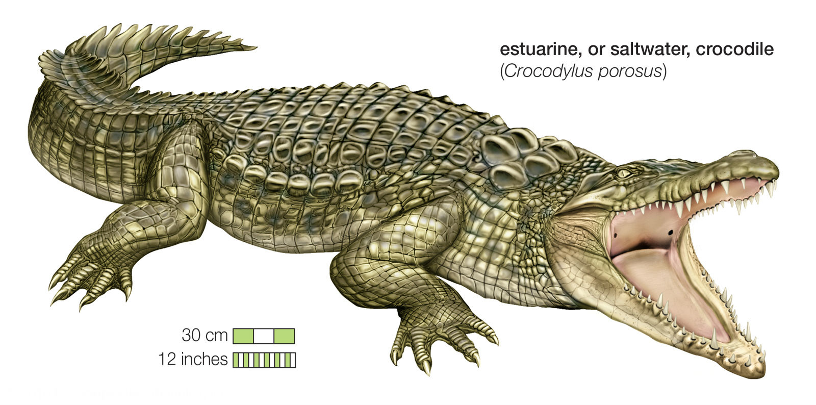  p>湾鳄(学名: i>crocodylus porosus /i>)是鳄科,鳄属的一种鳄鱼.