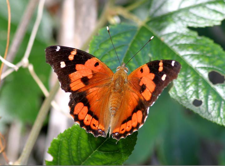  p>夏威夷红蛱蝶(学名: i>vanessa tameamea /i>):翼展4.5-12厘米.