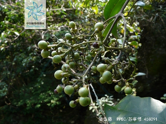  p>清香藤(拉丁文jasminum lanceolarium roxb),是木犀科, a href="#"