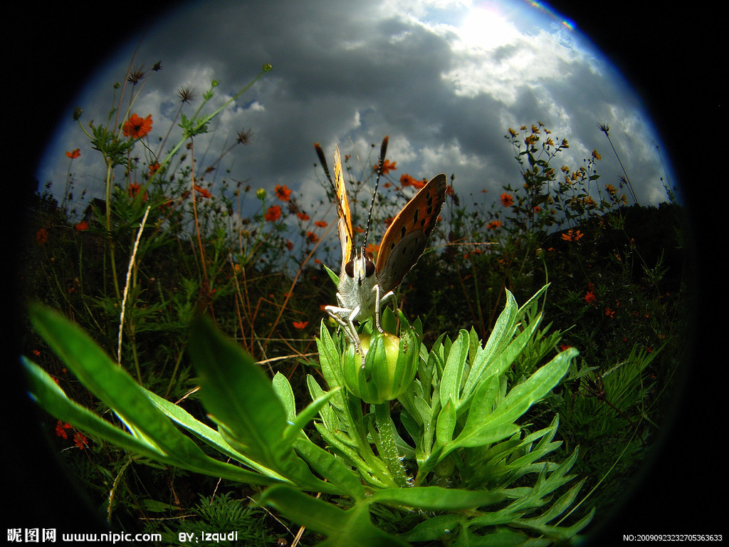  p data-id="go14r16ju9">昆虫名,为鳞翅目,麦蛾科.