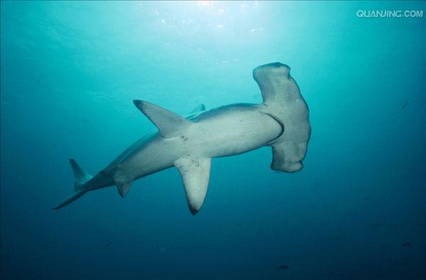  p>路氏双髻鲨,学名: i> /i> i>sphyrna lewini /i> (griffith et