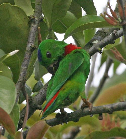  p>蓝冠短尾 a target="_blank" href="/item/鹦鹉/359436" data