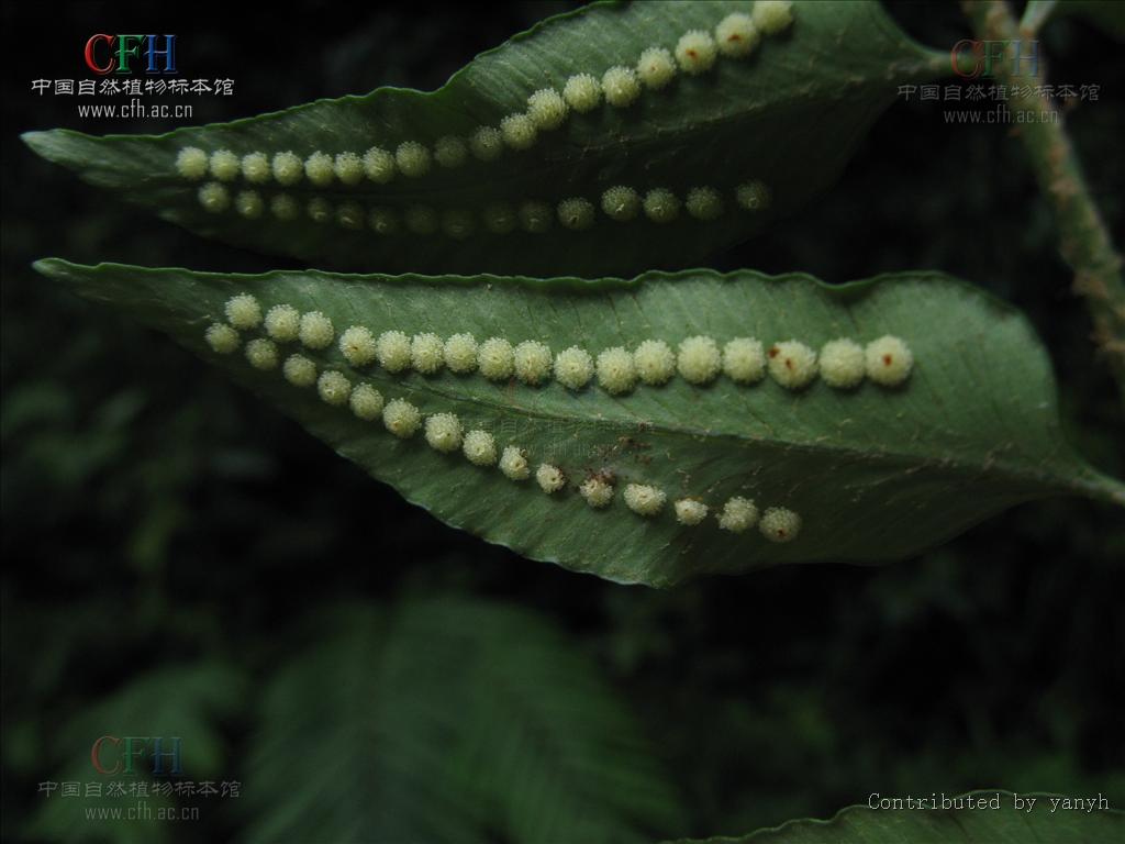  p>柳叶蕨属(学名:cyrtogonellum ching)是鳞毛蕨科柳叶蕨属植物,根状