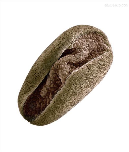 pollen grain