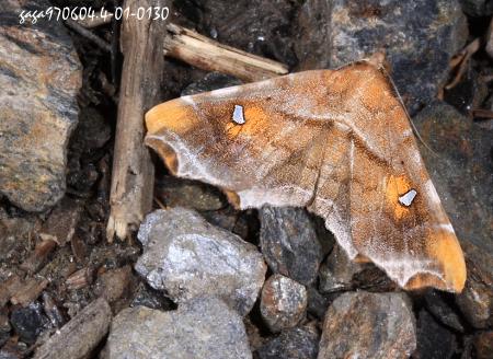  p>台湾篦夜蛾 /p> p>(裳夜蛾科) /p> p>中小型,前翅底色灰黄褐色,翅
