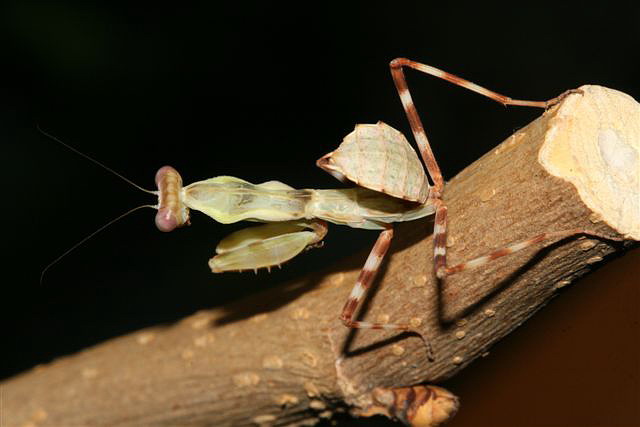  p>印尼双盾螳,也叫印尼双盾螳螂.原产地印度尼西亚. /p>