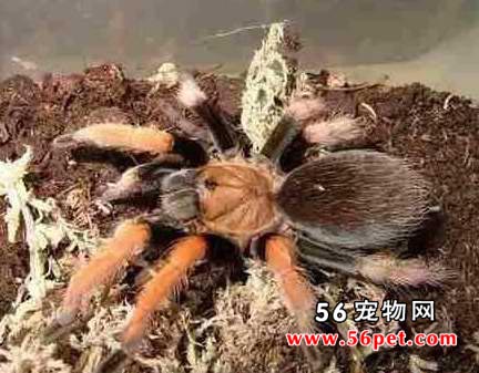 哥伦比亚红脚
