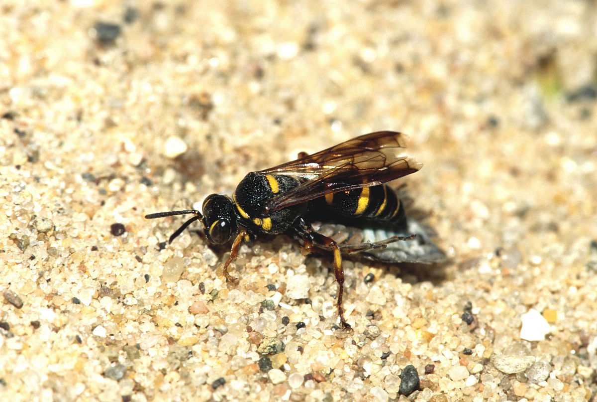 泥蜂