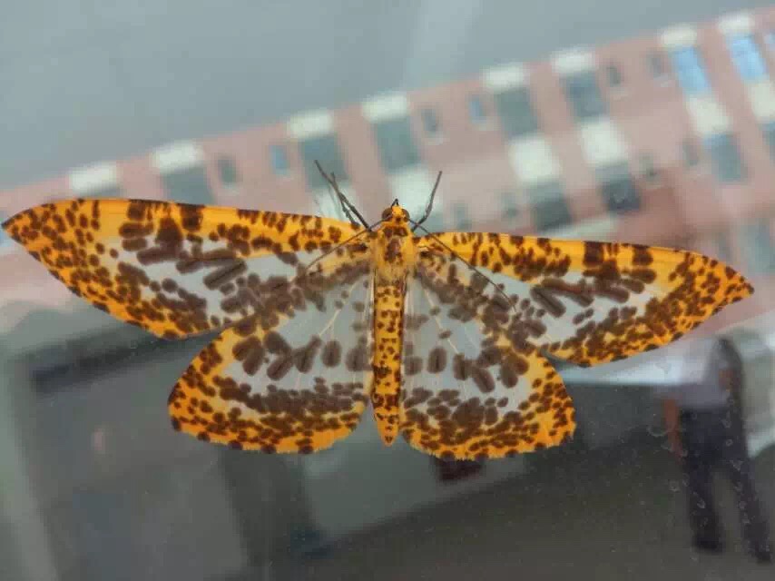 巨豹纹尺蛾