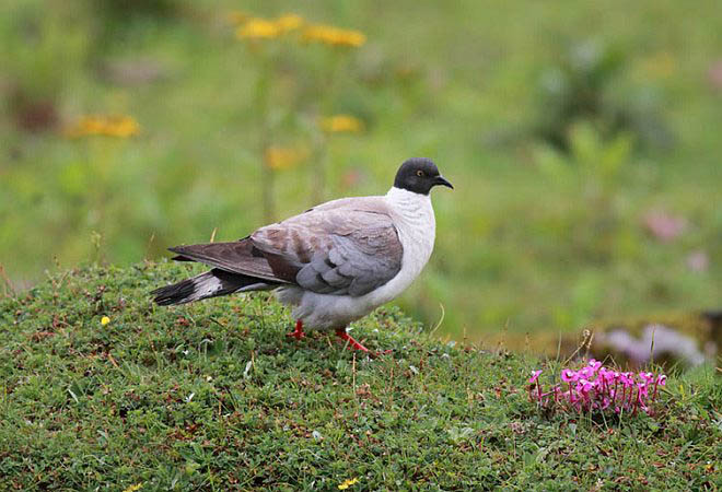  p>雪鸽(学名: i>columba leuconota /i>):是鸠鸽科鸽属的鸟类.