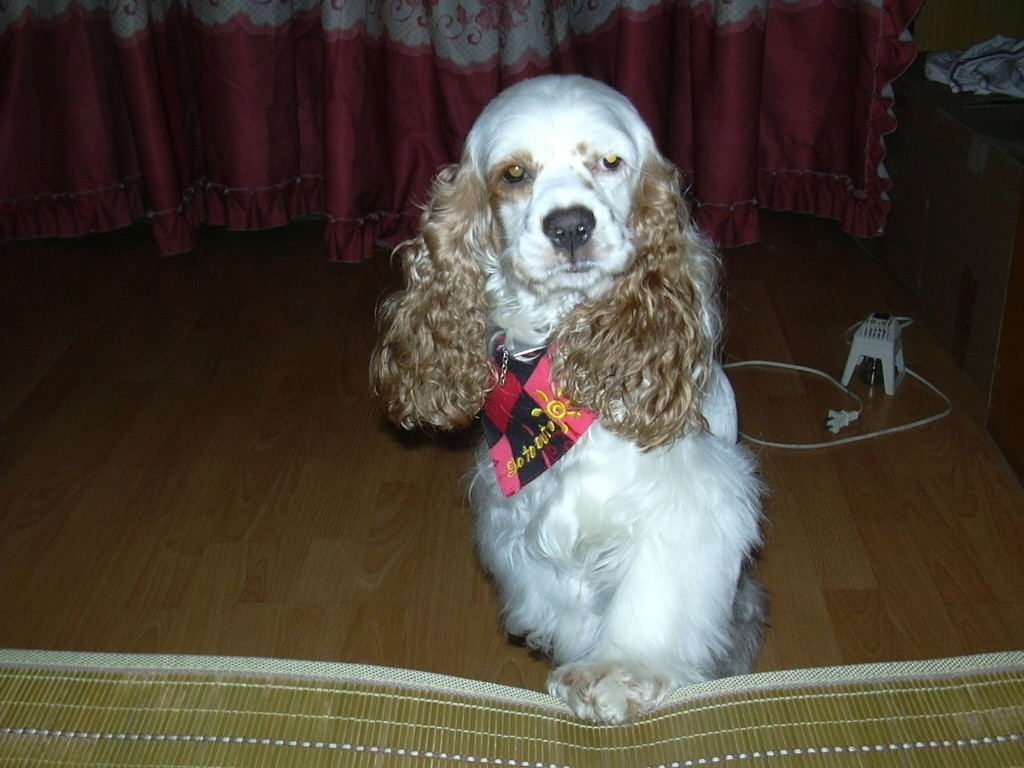  p>可卡颇犬( cockapoo),俗称 a href="#" data-lemmaid="9972949">