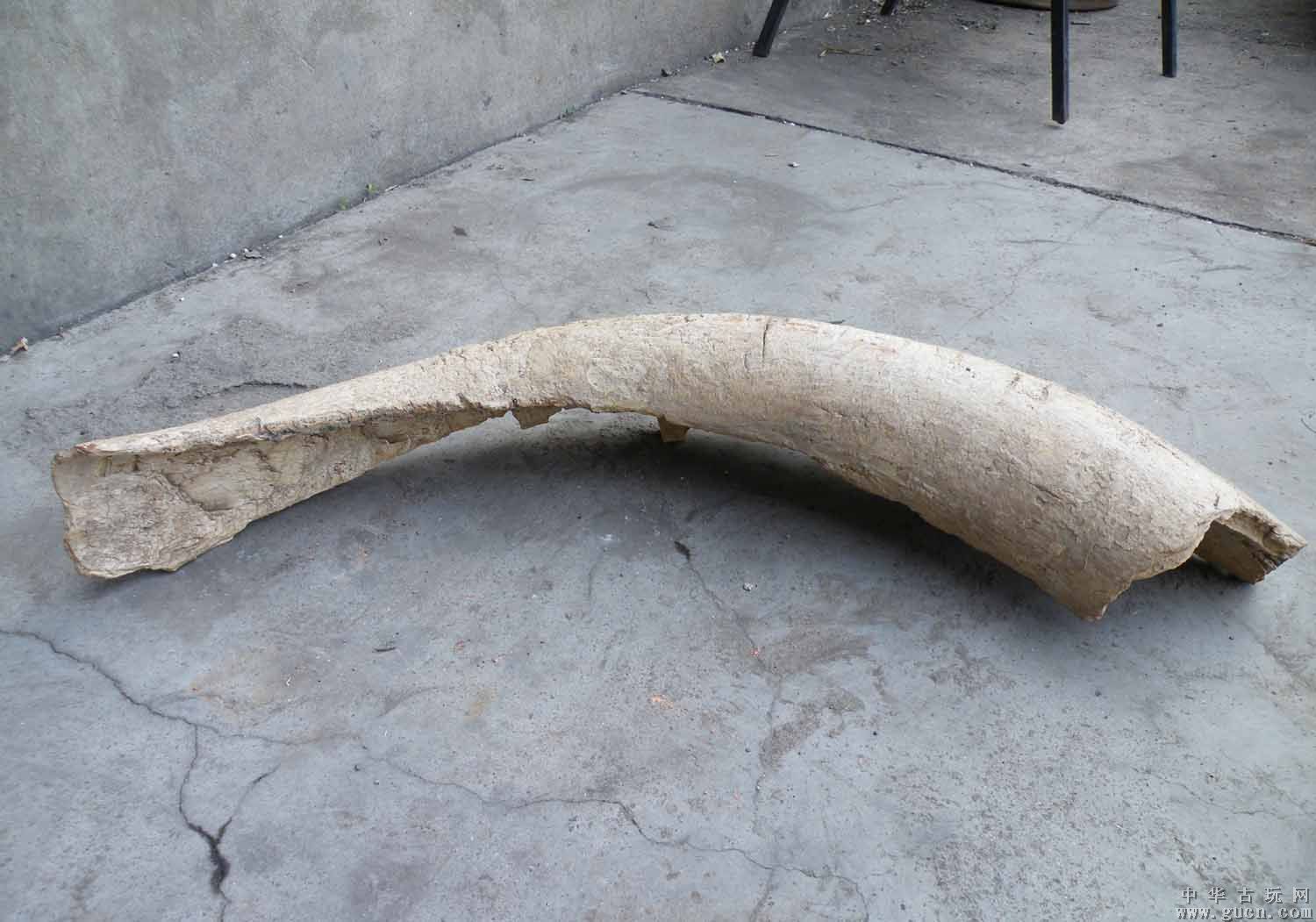 猛犸象牙原生尺寸比现代的象牙大,多数因时间久远钙化或石化.