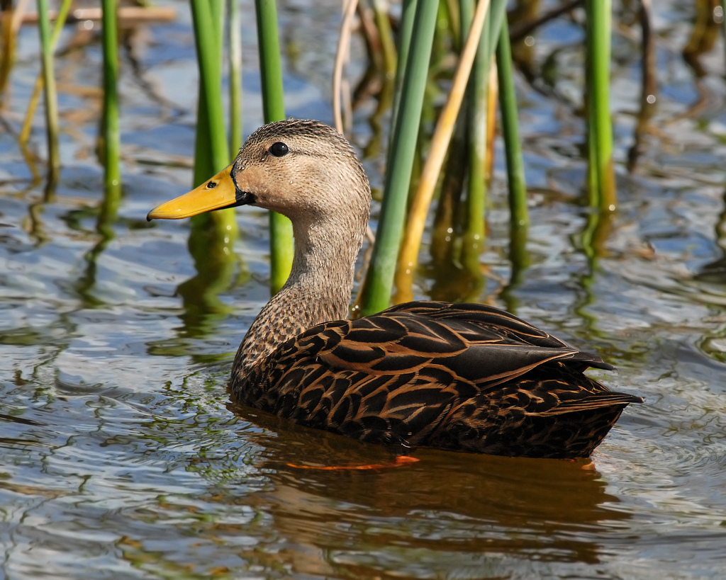  p>北美斑鸭(学名:anas fulvigula )属鸭科鸭属中型 a target="_blank