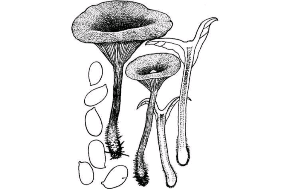  p>伞菌目, a target="_blank" href="/item/白蘑科/10483195" data