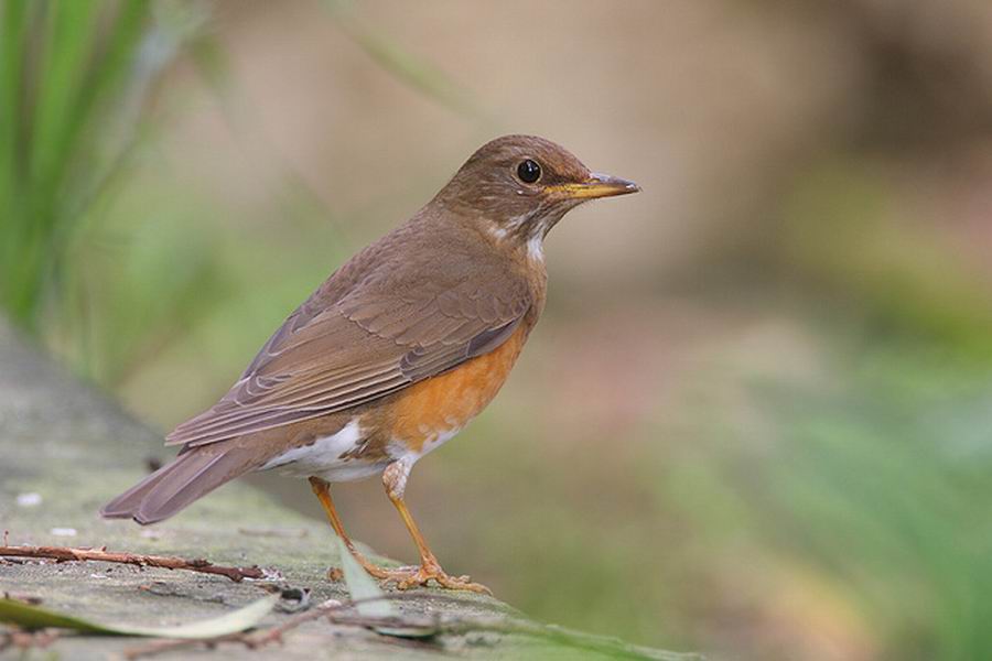  p>赤胸鸫(学名: i>turdus chrysolaus /i>)是鸫科,鸫属中型鸟类,体长
