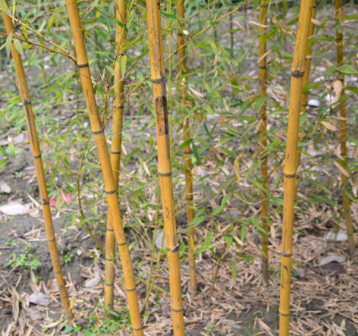 金竹（禾本科刚竹属植物）_百度百科