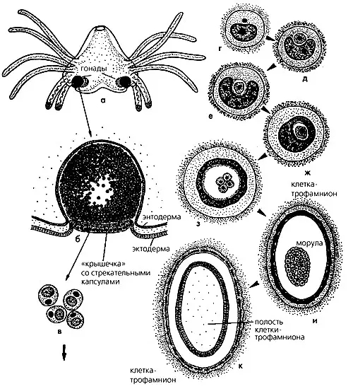  p>胞内寄生水螅虫纲纲(polypodiozoa),刺胞动物门下一纲,本纲仅包括