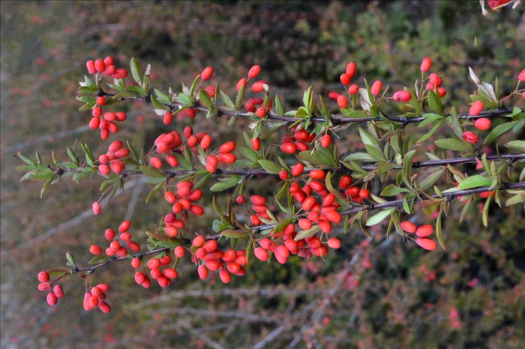 berberis caroli schneider)是小檗科,小檗属落叶灌木,高可达2