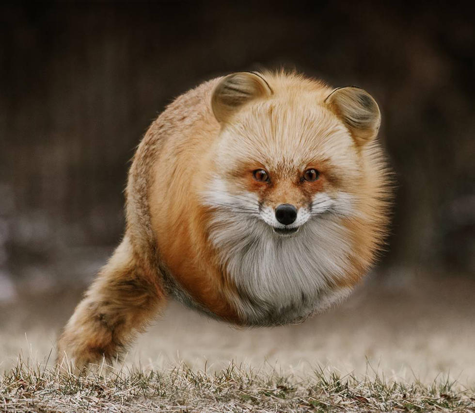  p>赤狐-035是广泛分布于欧亚大陆和北美洲大陆,还被引入到澳大利亚等