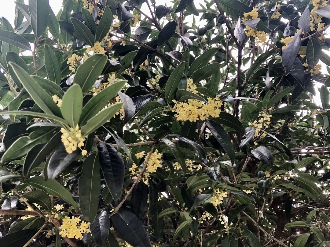 蟾宫折桂 可不要折错了 百科ta说