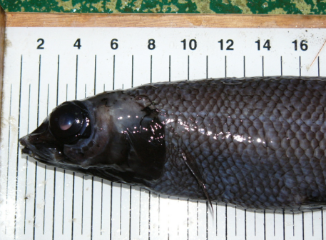 Alepocephalus bairdii