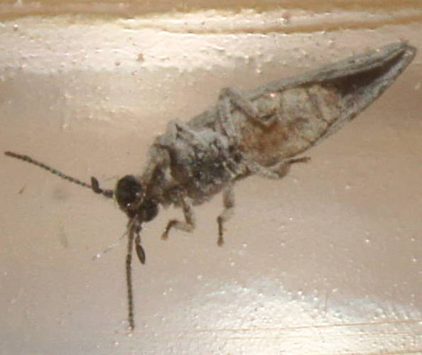  p>彩角异粉蛉,属脉翅目,粉蛉科的一种生物. /p>