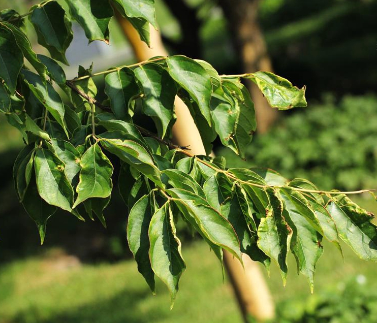  p>川黔紫薇(学名: i>lagerstroemia excelsa /i> (dode) chun)是