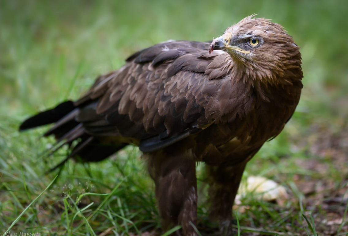  p>小乌雕(学名: i>clanga pomarina /i>):一种鹰形目,鹰科,乌雕属的