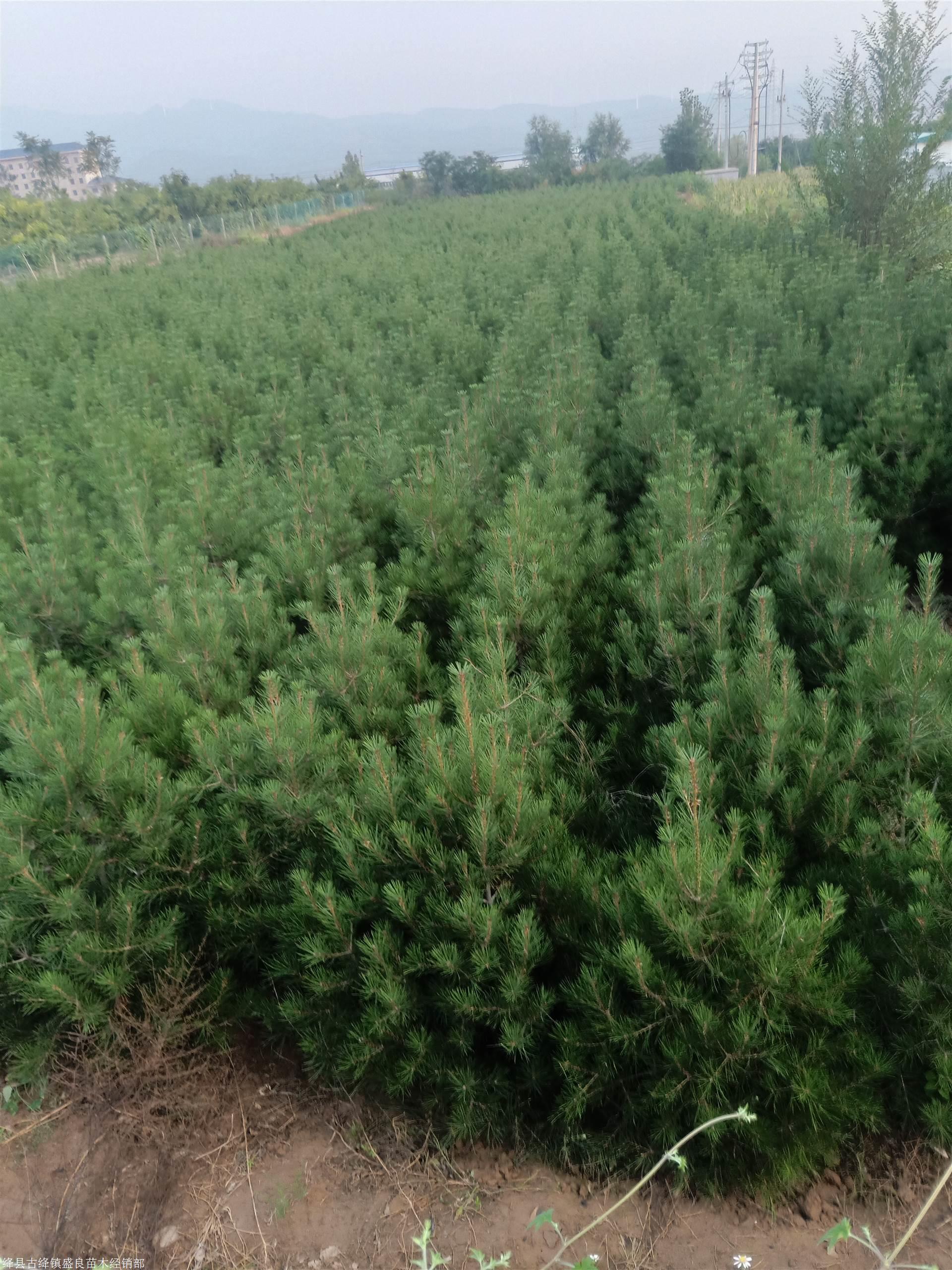 白皮松石膏山优良单株426号