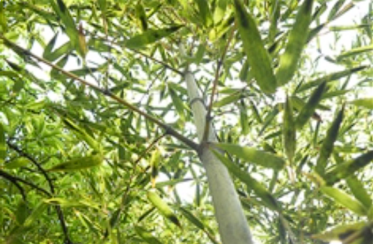 金竹（禾本科刚竹属植物）_百度百科