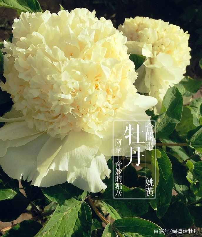 不出门，看遍牡丹世界_百科TA说