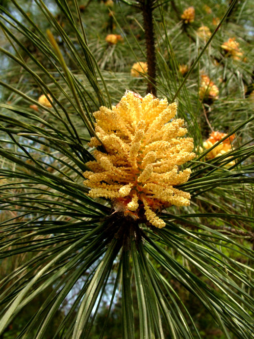  p data-id="gnbtmu87la">球花:裸子植物没有真正的花,是在开花期间