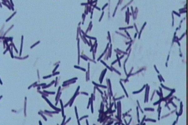 嗜热黄芽孢杆菌