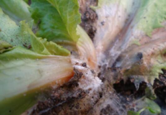 生菜菌核病