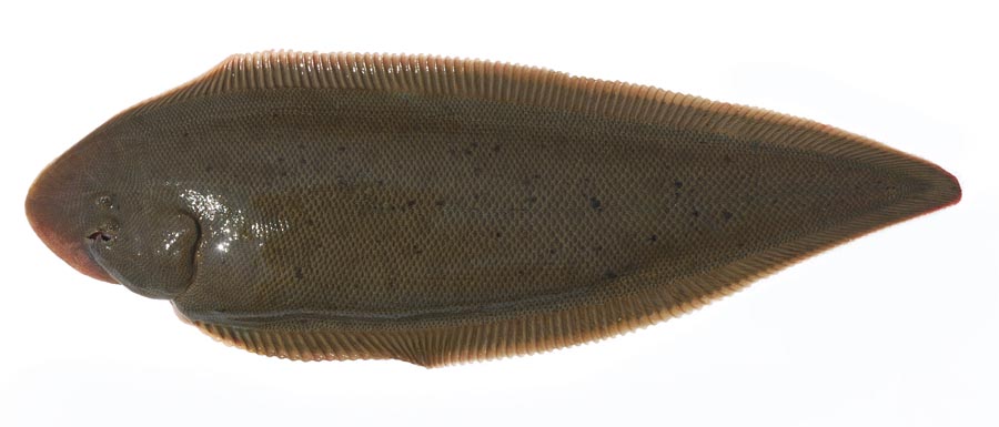  p>日本须鳎(学名: i>paraplagusia japonica /i> )是舌鳎科,须鳎属