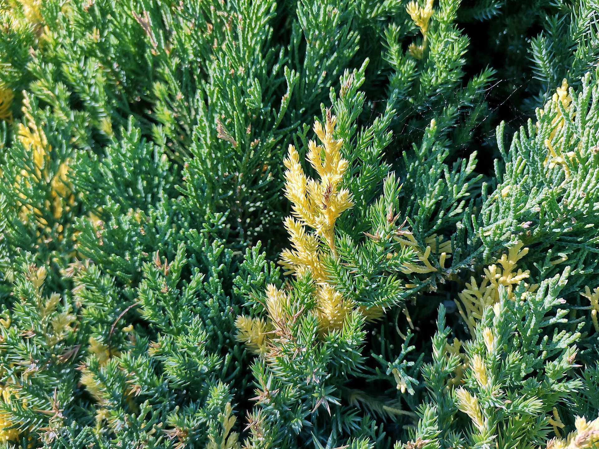  p>侧柏属(学名:platycladus spach ),只有 a href="#" data-lemmaid=