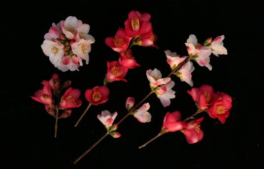 束花茶花_百度百科