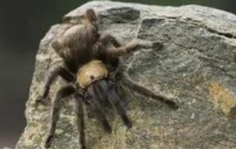 眼域黑色,螯肢黄褐色,螯