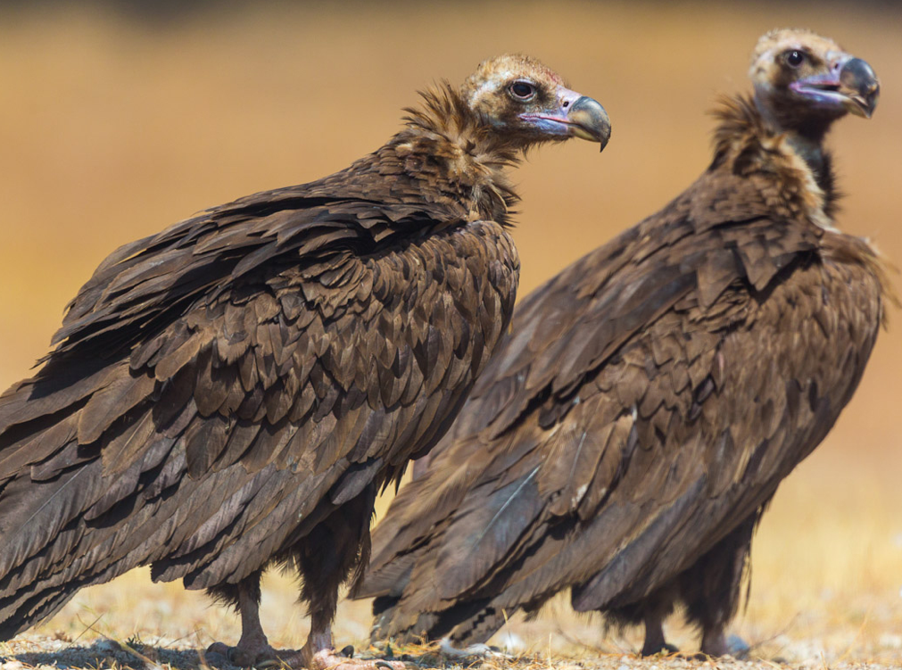  p>秃鹫(学名: i>aegypius monachus /i>):是鸟纲,隼形目,鹰科的大型 