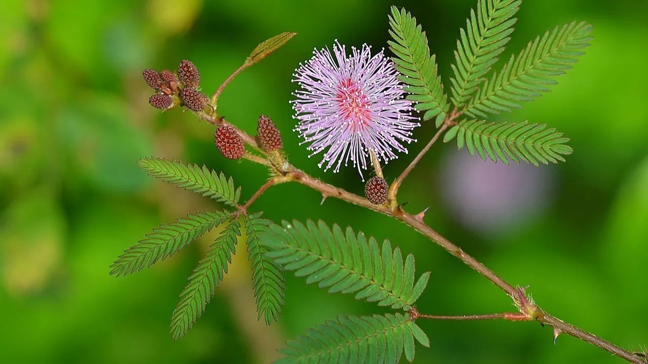 含羞草mimosa.