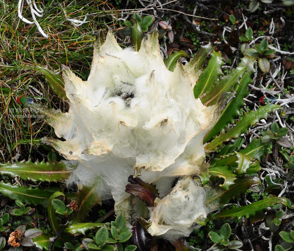  p>雪兔子(学名: i>saussurea gossipiphora /i> d.