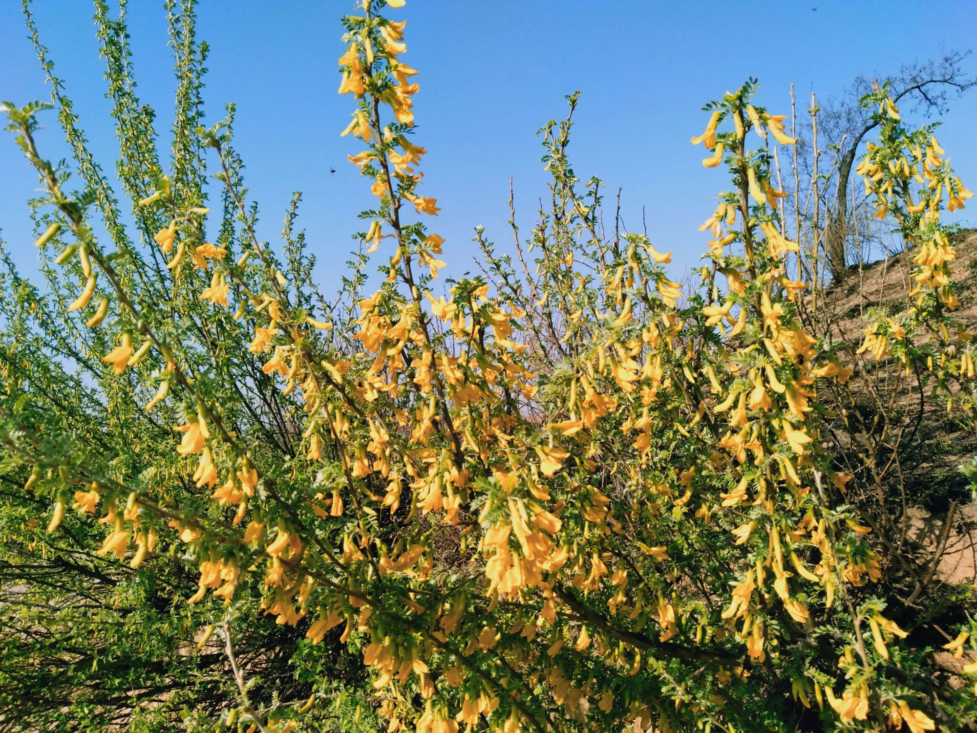 柠条锦鸡儿(原变型)