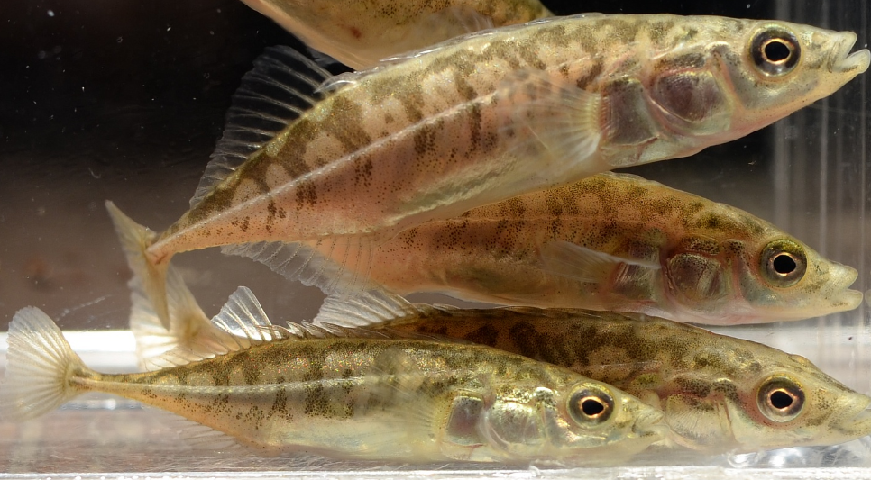 鱼50-60毫米,体细长,侧扁,尾柄细长;吻钝,头较小;口近上位,具细齿;眼